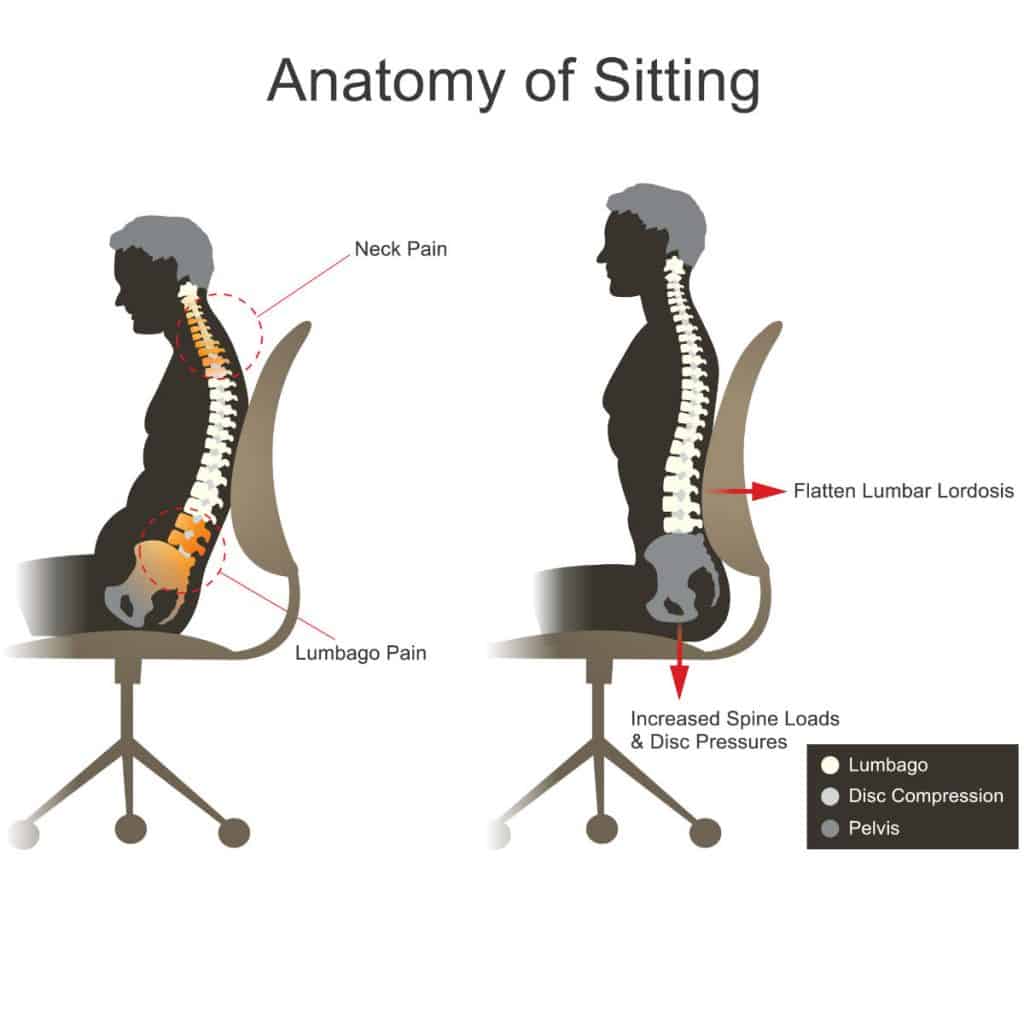 sitting anatomy drawing