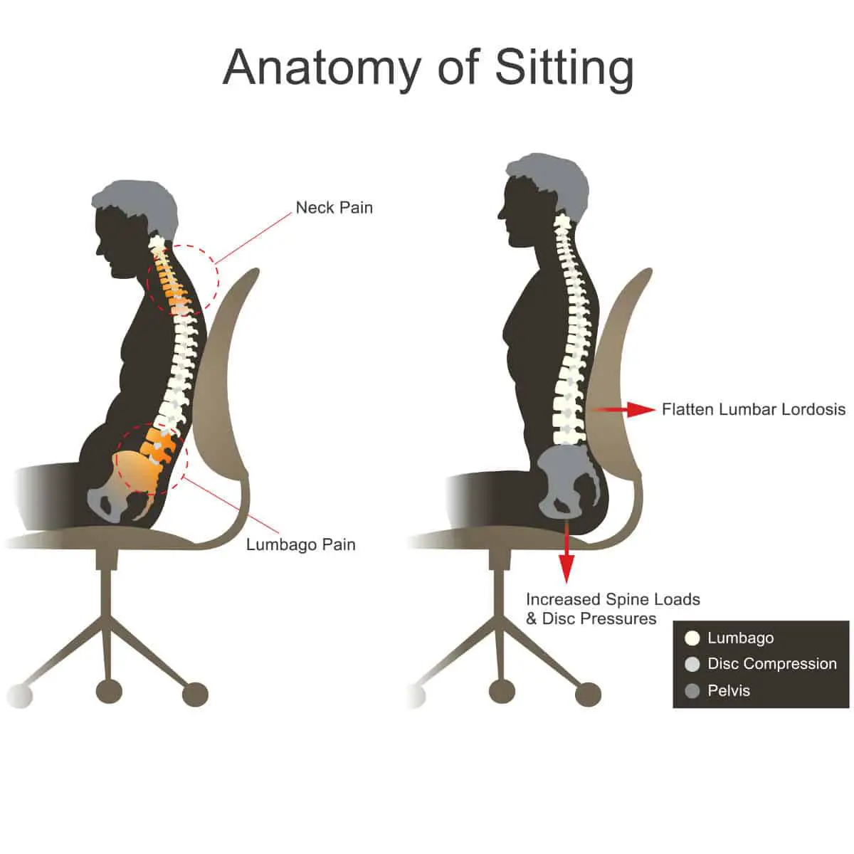 The Anatomy of sitting