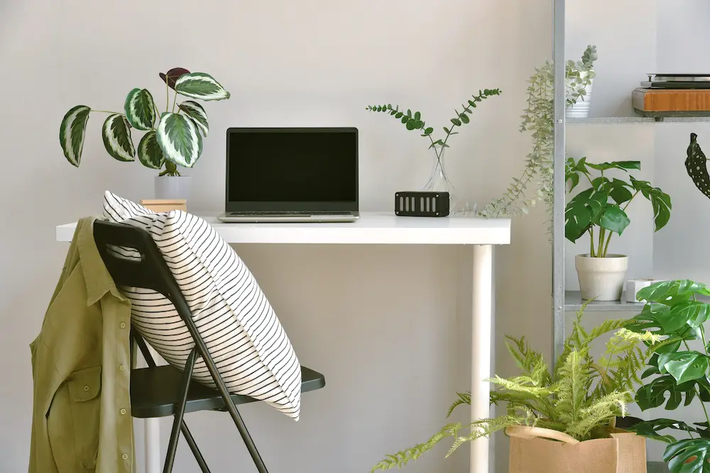 best plants for office with no windows